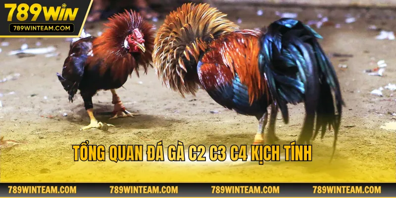 Tổng quan đá gà c2 c3 c4 kịch tính